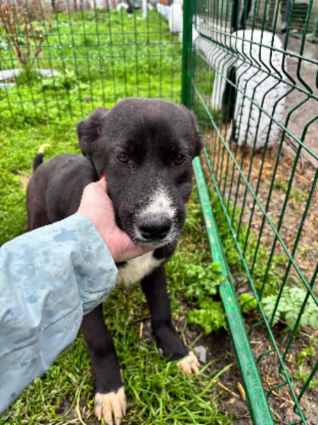 Adopter Satine