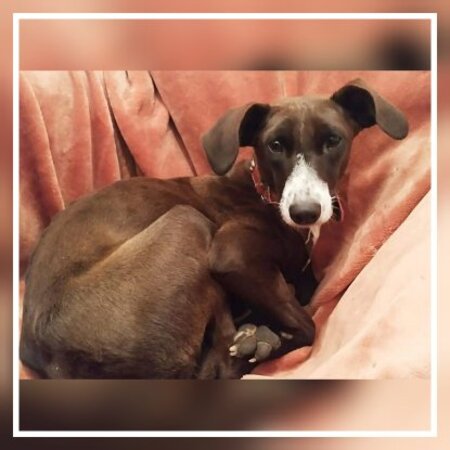 Adopter Satya