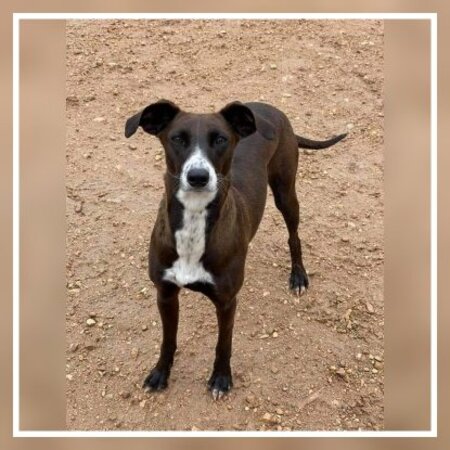 Adopter Satya