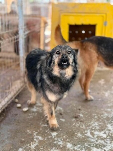 Adopter Sauge