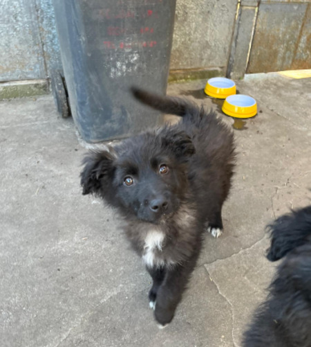 Adopter Savannah