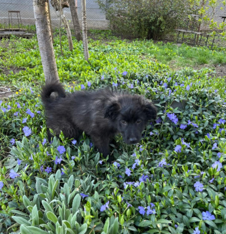 Adopter Savannah