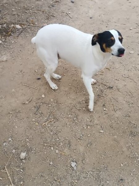Adopter Saxo