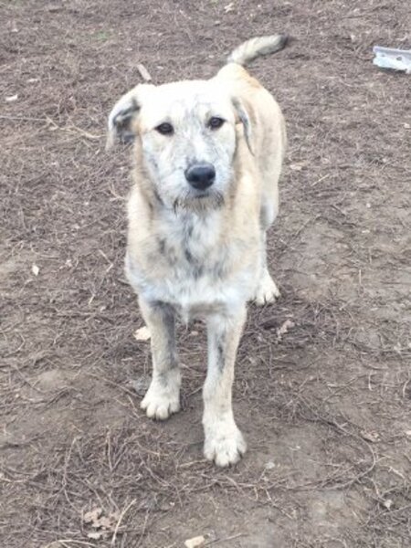 Adopter Scona