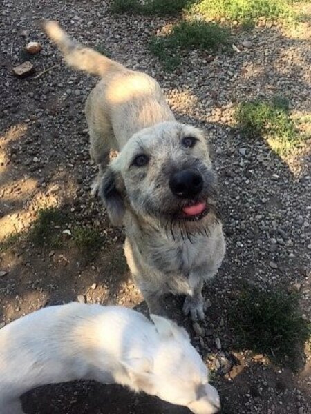 Adopter Scona