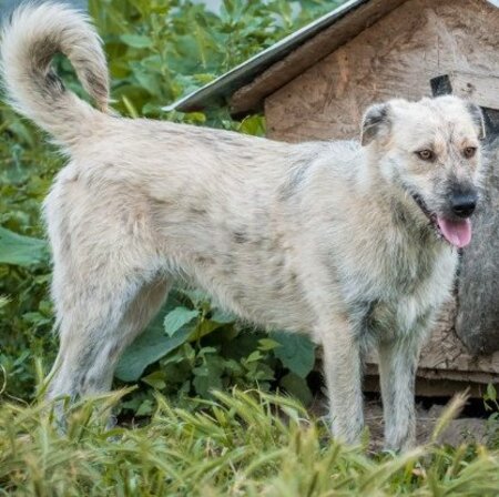 Adopter Scona