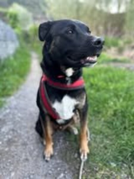 Adopter Scooby