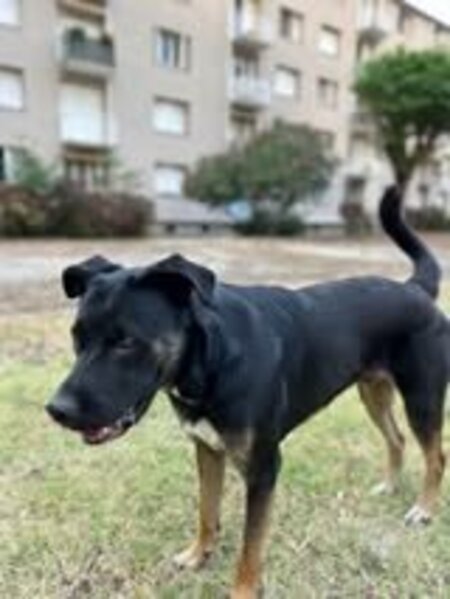 Adopter Scooby