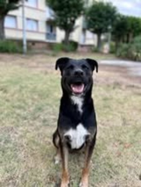 Adopter Scooby