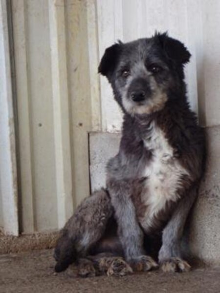Adopter Scruffy