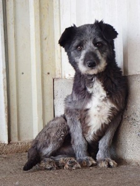 Adopter Scruffy