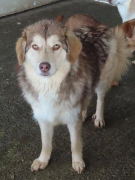 Adopter Selina