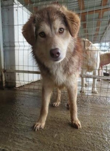 Adopter Selina