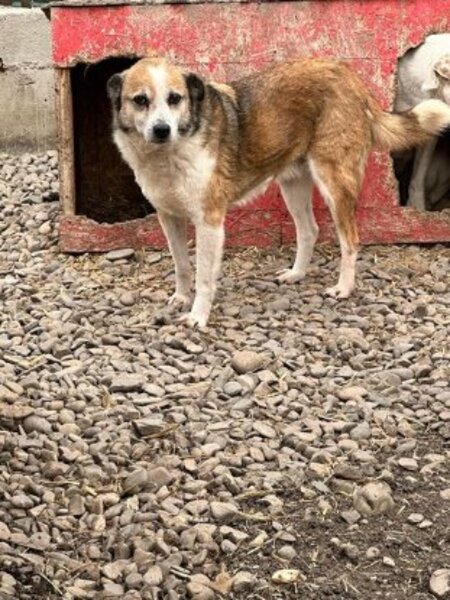 Adopter Selmer