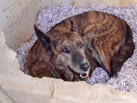 Adopter Senda