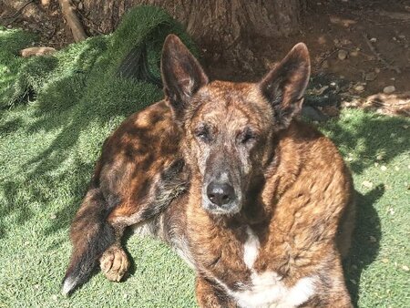 Adopter Senda