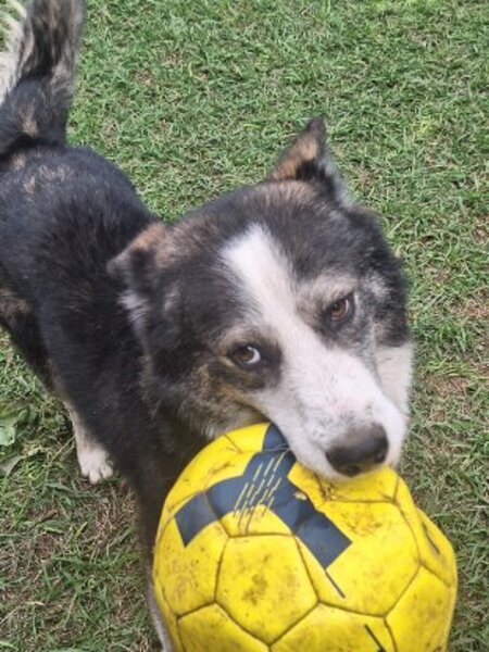 Adopter Shadow