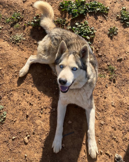 Adopter Shadow