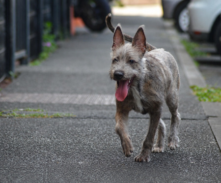 Adopter Shaggy