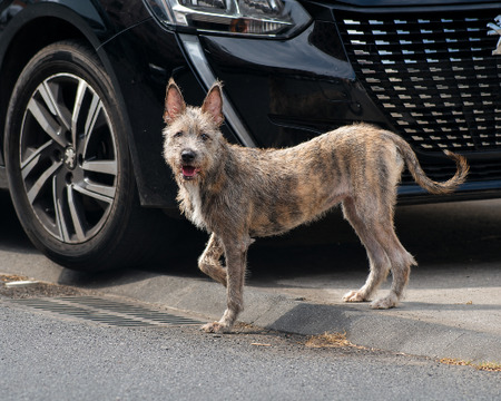 Adopter Shaggy