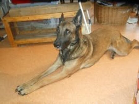 Adopter Shakti