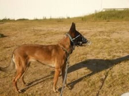 Adopter Shakti