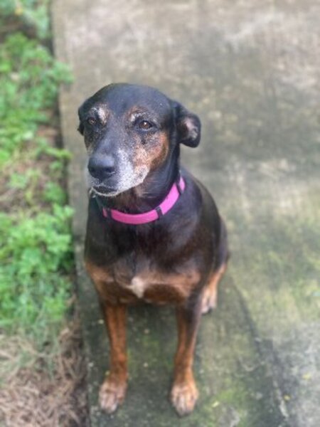 Adopter Shana