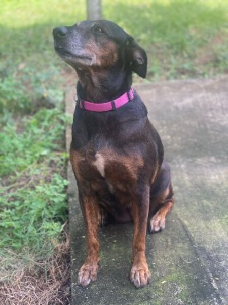 Adopter Shana