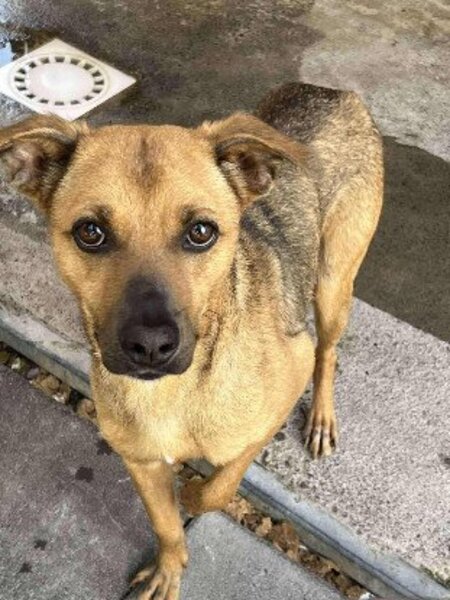 Adopter Shaya