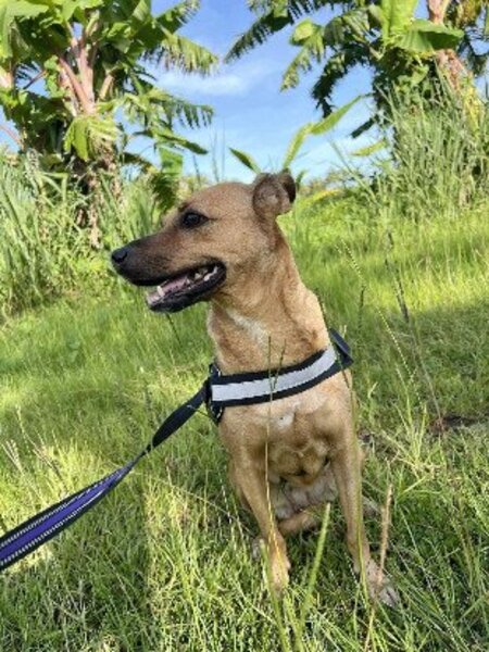 Adopter Shaya