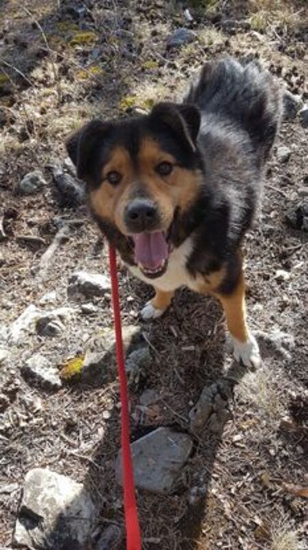 Adopter Sheriff