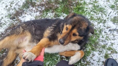 Adopter Sheriff