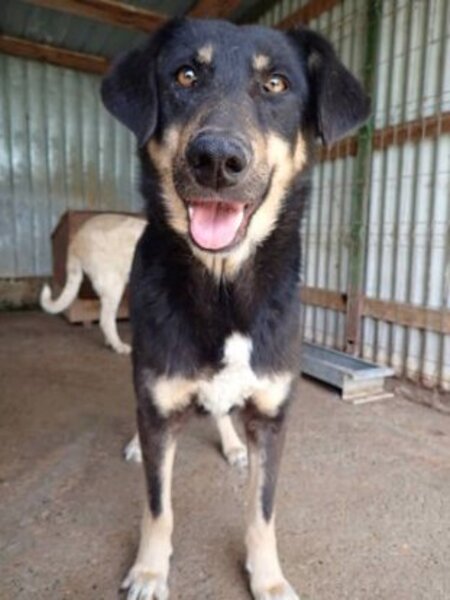 Adopter Sherkan