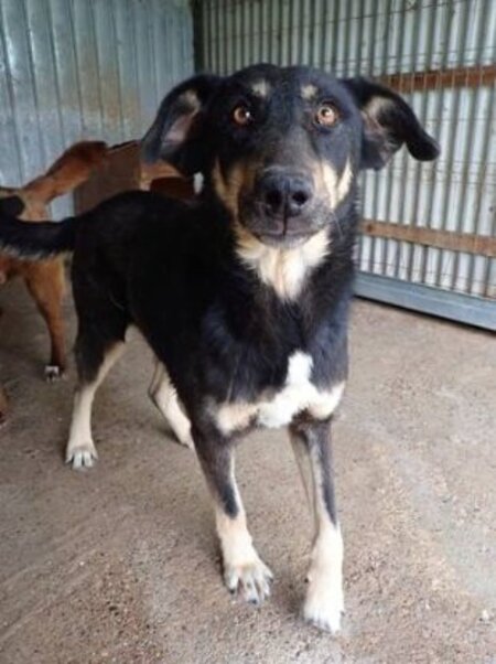 Adopter Sherkan