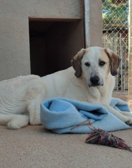 Adopter Sherlock