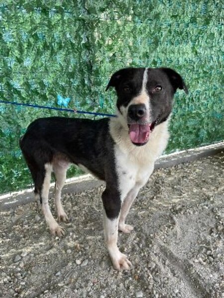Adopter Sherlock