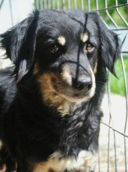 Adopter Shilow