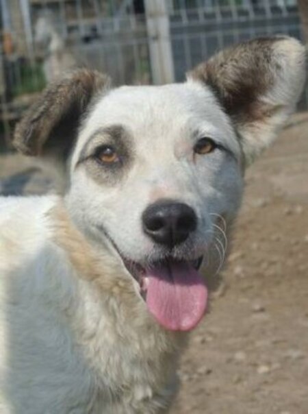 Adopter Shiny
