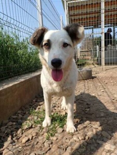 Adopter Shiny