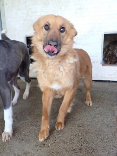 Adopter Shiory
