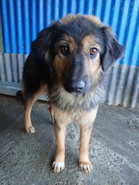 Adopter Shiraz