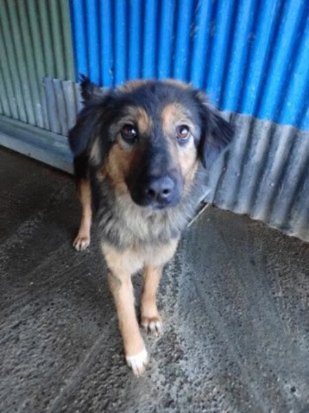 Adopter Shiraz