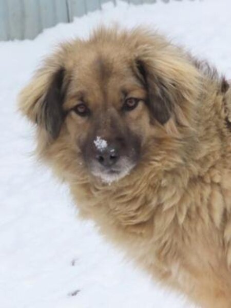 Adopter Shirin