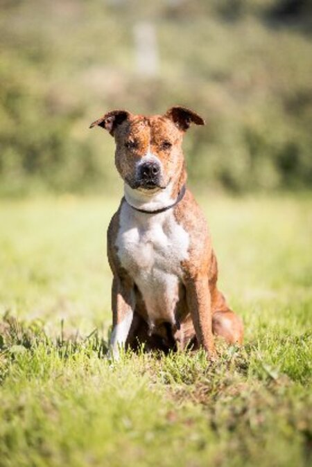 Adopter Shiva