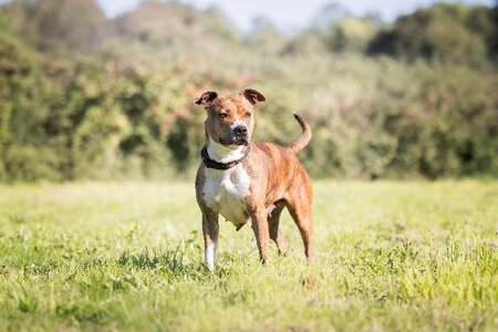 Adopter Shiva