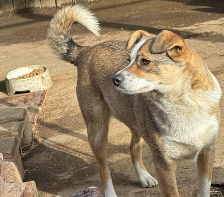 Adopter Sidi