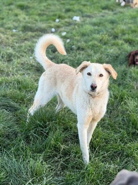 Adopter Sidney