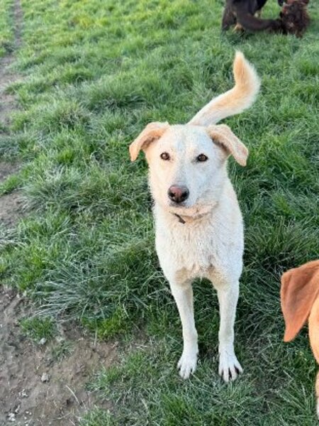 Adopter Sidney