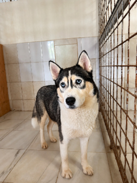 Adopter Siku