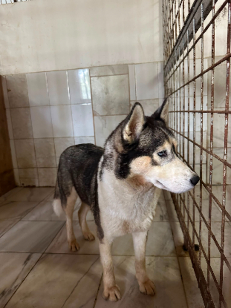 Adopter Siku